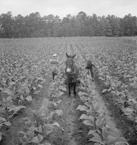 Tobacco Leaf Prints: Putting in tobacco, Shoofly, North Carolina, 1939. Creator: Dorothea Lange