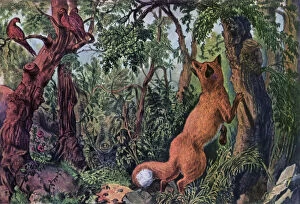 The Puzzled Fox, 1872.Artist: Currier and Ives