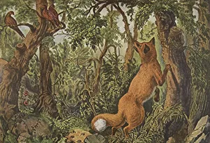 Pheasants Prints: The Puzzled Fox, pub. 1872, Currier & Ives (Colour Lithograph)