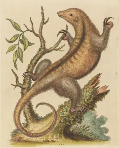 Claw Prints: Pygmy Anteater, 1755. Creator: George Edwards