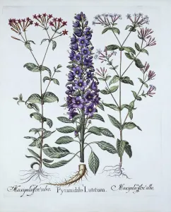 German School 17th Century Prints: Pyramidal Campanula, Muscipulas
