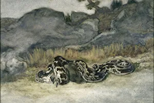 Predator Prints: Python Swallowing a Roe-Deer, c1840s. Creator: Antoine-Louis Barye
