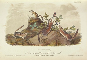 The Quadrupeds of North America (volume 1), 1849-1854. Creator: John James Audubon