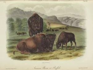 Buffalo Prints: The Quadrupeds of North America (volume 2), 1849-1854. Creator: John James Audubon