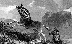Extinct Prints: A Quagga, 1815