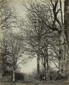 Longman Prints: Queen Adelaides Beech, before 1864