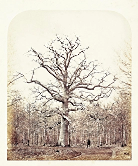 1864 Prints: Queen Anne's Oak, 1864. Creator: James Sinclair