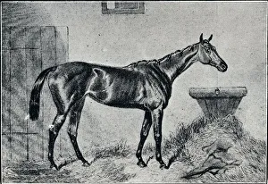 Queen Bertha, 19th century, (1911)