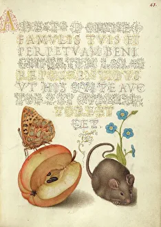 Queen of Spain Fritillary, Apple, Mouse, and Creeping Forget... 1561-2; illumination added 1591-6. Creator: Joris Hoefnagel