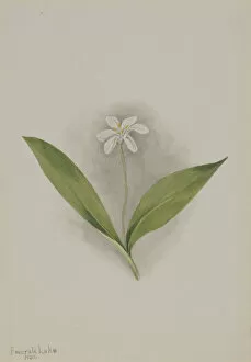 Innocent Gallery: Queencup (Clintonia uniflora), 1902. Creator: Mary Vaux Walcott