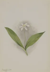 Innocent Gallery: Queencup (Clintonia uniflora), 1902. Creator: Mary Vaux Walcott