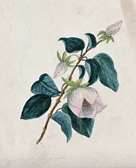 Diabetes Prints: Queens flower: flowering stem. Creator: Unknown