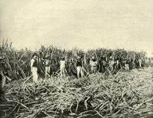 Plantation Worker Gallery: In a Queensland Sugar Plantation, 1901. Creator: Unknown