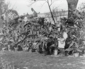 Potted Palm Prints: Quentin Roosevelt, 1901. Creator: Frances Benjamin Johnston