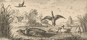 Albert Flamen Prints: Querquedula, Cercelle (The Teal): Livre d Oyseaux (Book of Birds), 1655-1660