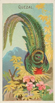 Tropical Prints: Quetzal, from the Birds of the Tropics series (N5) for Allen &amp