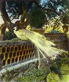 Albino Prints: Quiet Corner, John Wesley Baxter