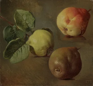 Quince, 1853