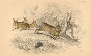 Rabbit (Oryctolagus cuniculus), 1828