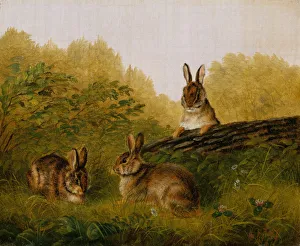 Meadow Prints: Rabbits on a Log, 1897. Creator: Arthur Fitzwilliam Tait