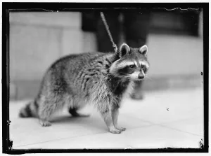 Raccoon Prints: Raccoon, between 1913 and 1917