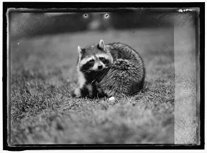 Raccoon Prints: Raccoon, between 1913 and 1917