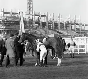 Trainer Prints: Racehorse and jockey in front of Doncaster Racecourse grandstand, South Yorkshire, 1969