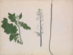 Seed Pod Prints: A Radish Plant, Seed, and Flower, late 18th century. Creator: Unknown