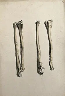 Cheselden William Prints: Radius and ulna bones: two figures, 1830-1835. Creator: Unknown