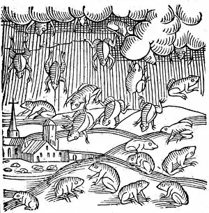 Conrad Gallery: Rain of frogs recorded in 1355 (1557)