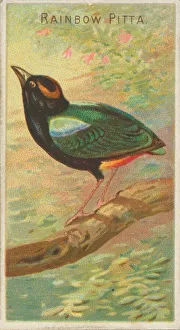 Rainbow Pitta, from the Birds of the Tropics series (N5) for Allen &