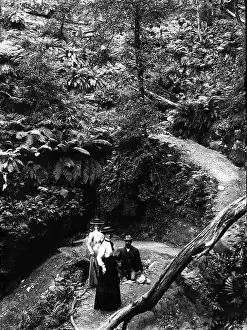 Exploring Prints: Rainforest location, possibly Mount Tamborine