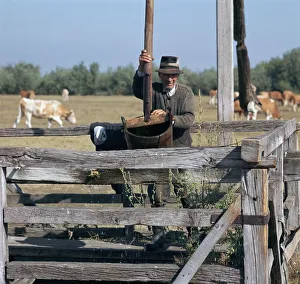 Raising water for cattle from a well in Hungary. Artist: CM Dixon Raising water for cattle from a well in Hungary. Artist: CM Dixon