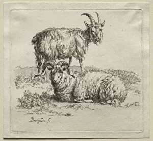 Ram and Goat. Creator: Nicolaes Berchem (Dutch, 1620-1683)