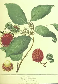 Barrow Prints: The Rambootan, a Fruit of the Poolasang, 1806. Creator: Thomas Medland
