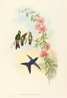 Ramphomicron microrhyncha (Small-billed Thornbill). Creators: John Gould Ramphomicron microrhyncha (Small-billed Thornbill). Creators: John Gould