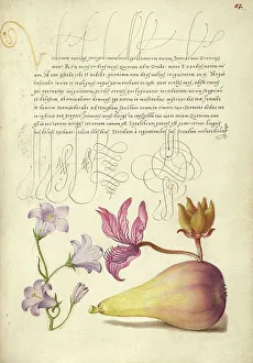 Rampion, Dittany, and Pear; Mira calligraphiae monumenta, 1561-1562; illumination added 1591-1596. Creator: Joris Hoefnagel