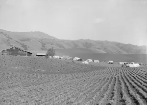 Tent City Collection: Ranch camp for pea pickers, near Milpitas, Santa Clara County, California, 1939