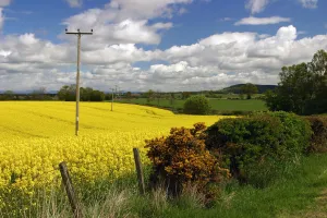 Rape Prints: Rape seed field
