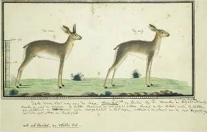 Watercolor Paint Prints: Raphicerus campestris (Steenbok), 1777-1786. Creator: Robert Jacob Gordon