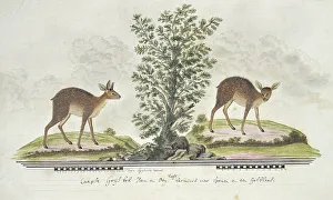 Watercolor Paint Prints: Raphicerus melanotis (Cape grysbok), 1777-1786. Creator: Robert Jacob Gordon