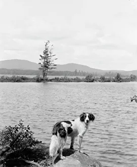 Raquette Lake (dog in picture), N.Y. between 1900 and 1910. Creator: Unknown