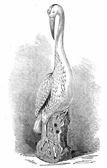 Stork Gallery: Rare old India China stork, 1845. Creator: Unknown