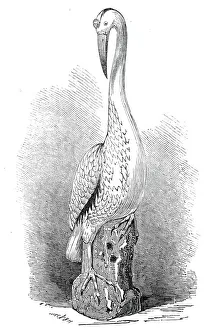 Stork Prints: Rare old India China stork, 1845. Creator: Unknown