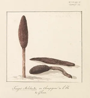Ducros Abraham Louis Rodolphe Prints: Rare plant of the island of Gozo, 1778. Creator: Louis Ducros