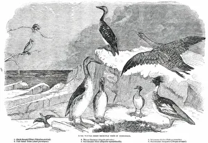 Pearson Prints: Rare Winter Birds recently shot in Yorkshire, 1850. Creator: Pearson