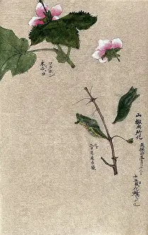Pregnancy Prints: Two raspberry plant stems, one with a chrysalis attached. Creator: Unknown