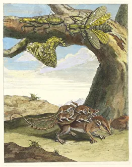 Plant Science Prints: Rat de forest. From the Book Metamorphosis insectorum Surinamensium, 1705