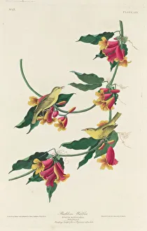 Warbler Prints: Rathbone Warbler, 1829. Creator: Robert Havell