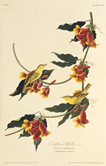 Audubon Prints: The Rathbone Warbler. From The Birds of America, 1827-1838. Creator: Audubon